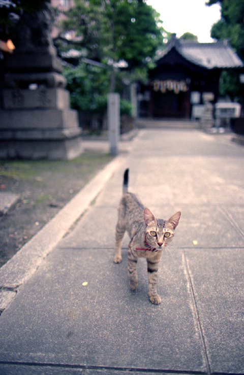 cat