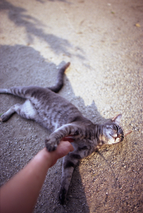 cat