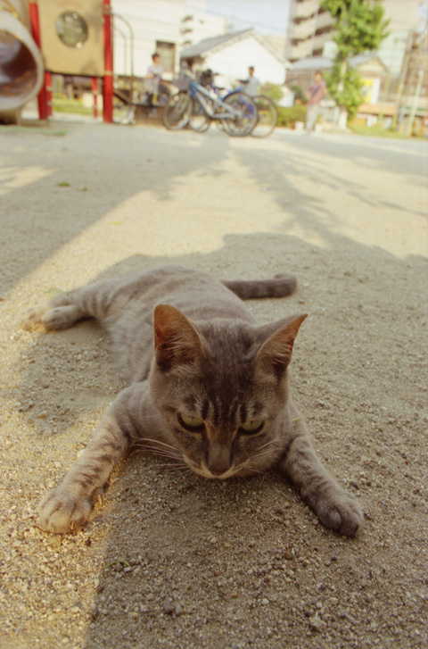 cat