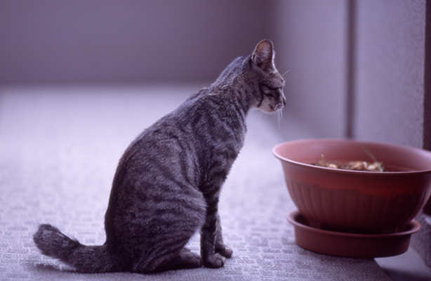 cat