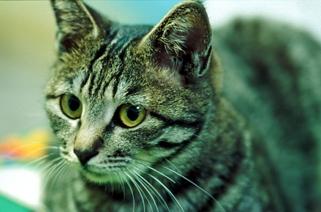 cat