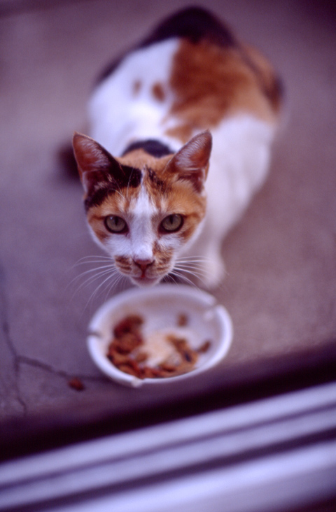 cat