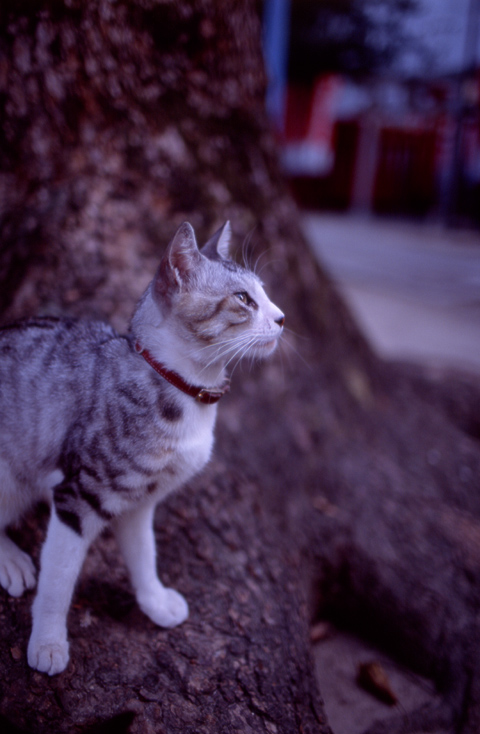 cat