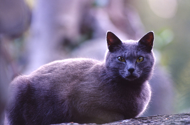cat