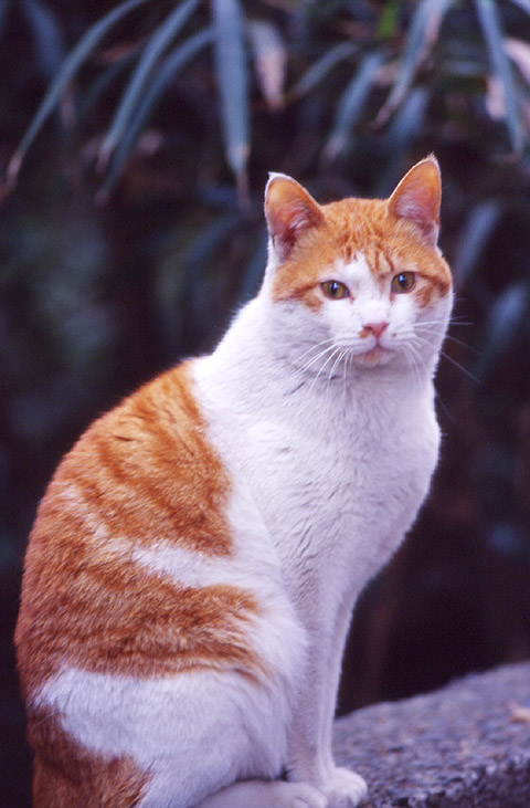 cat