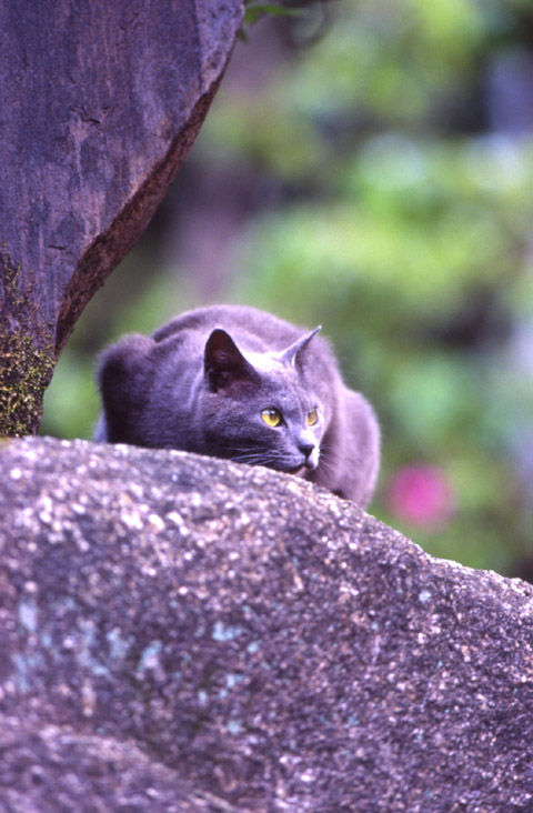 cat