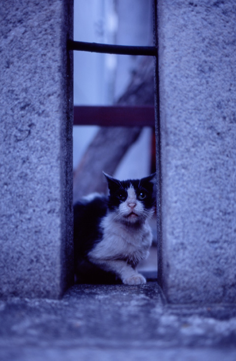 cat