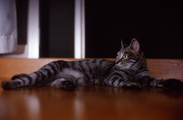 cat