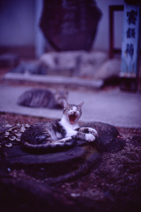 cat