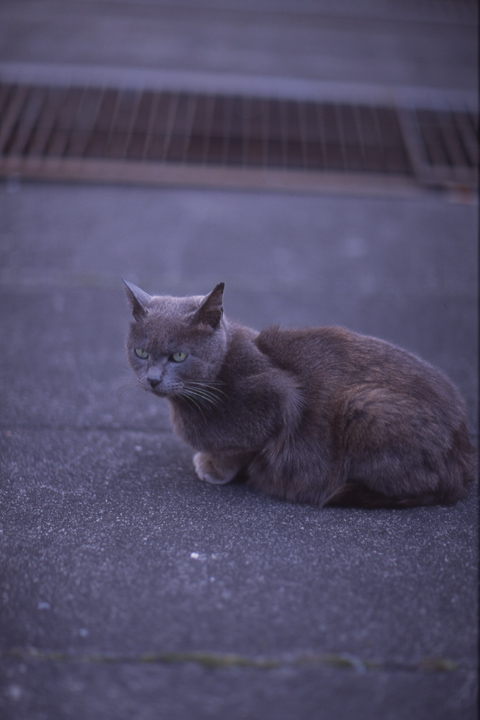 cat