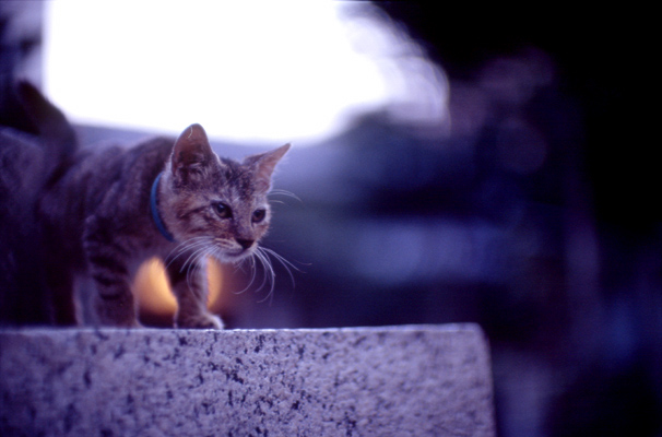 cat