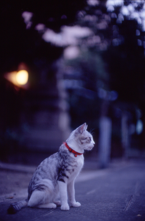 cat