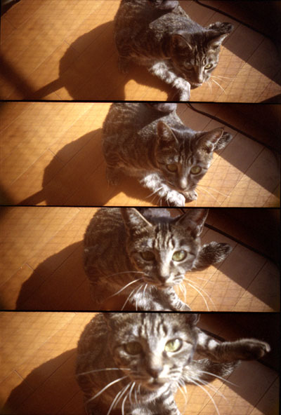 lomo