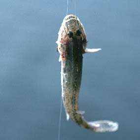 Shiokawa Tidalflat Fish