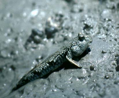 Shiokawa Tidalflat Fish