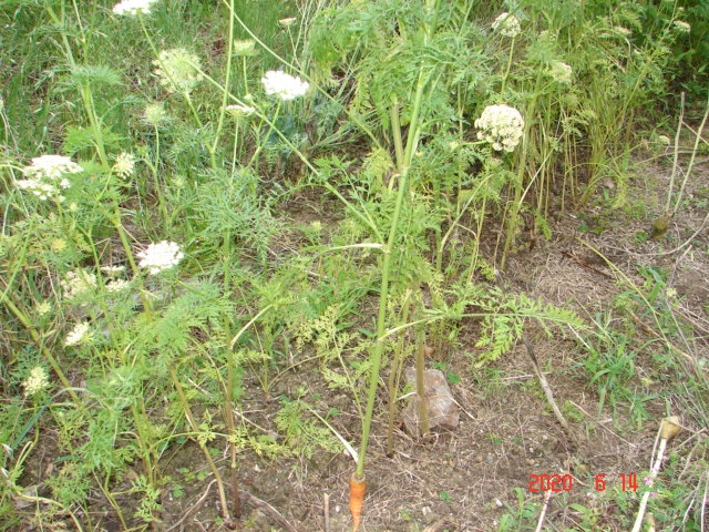 八事ニンジンの花