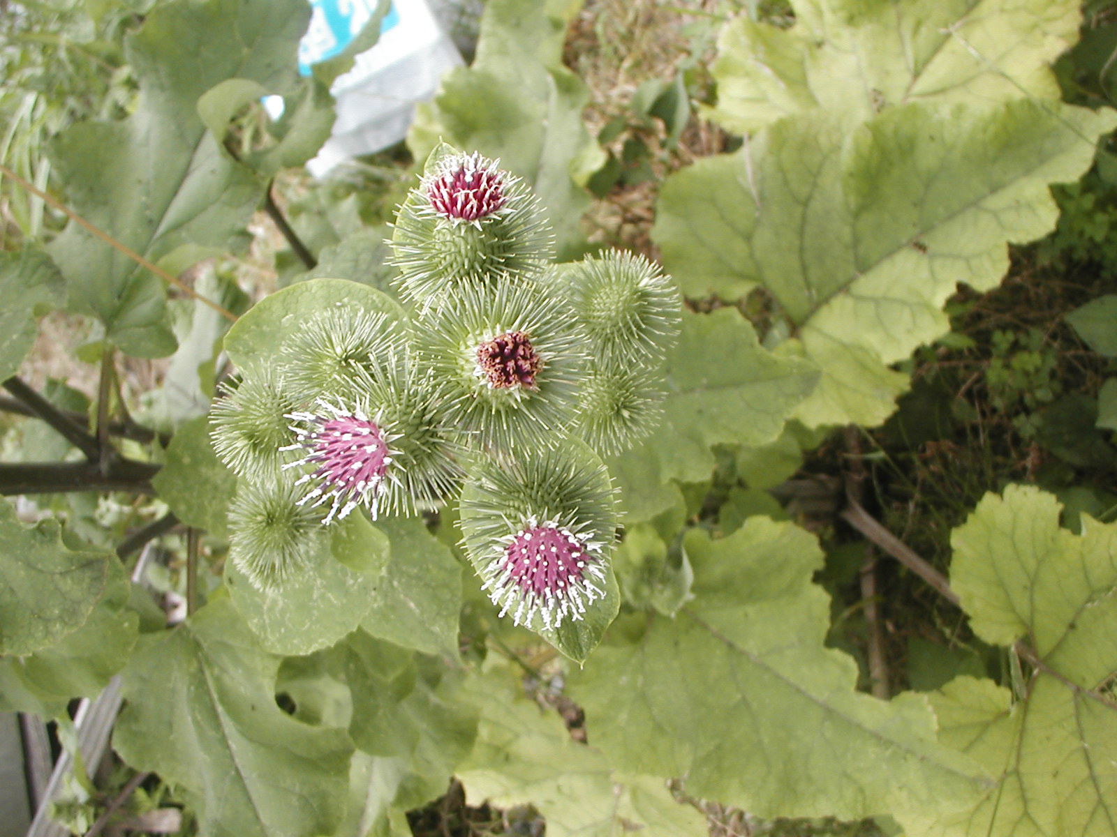 ごぼうの花