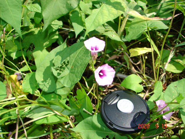 ホシアサガオの花