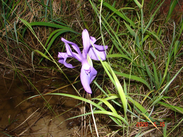 カキツバタ