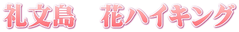 礼文島 花ハイキング