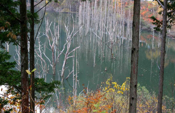 image0007