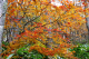 image0005