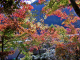 image0005