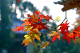 image0005