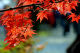 image0009