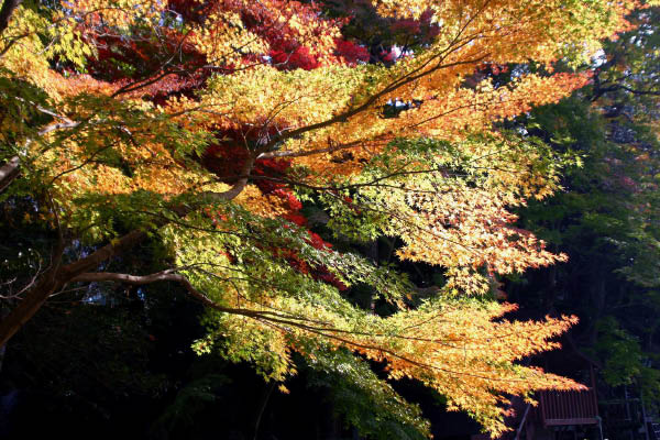 image0002