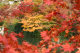 image0004
