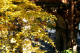 image0005