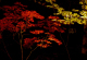 image0007
