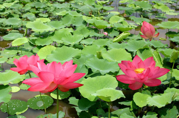 image0014