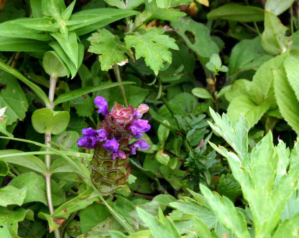 image0003
