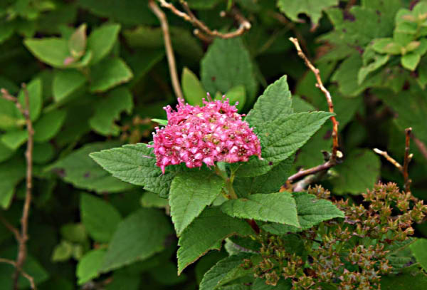 image0006