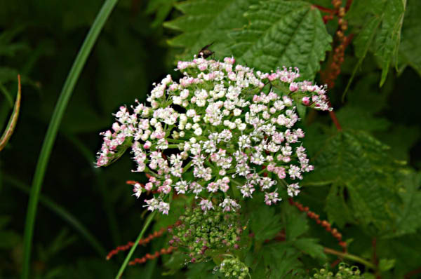 image0007