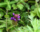 image0003