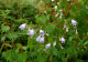 image0009