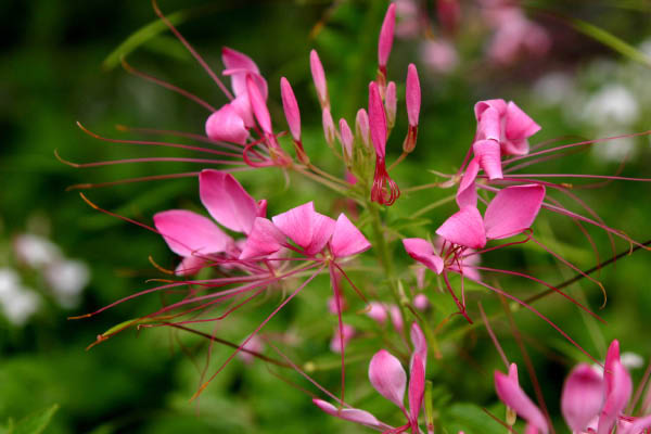 image0001
