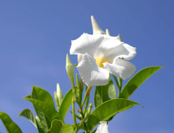 image0007