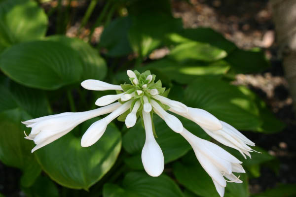 image0011