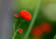 image0004
