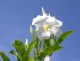 image0007