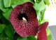 image0009