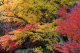 image0006