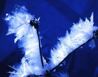 ������ The White Flower