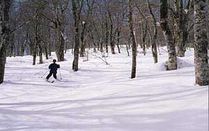 skiing through Buna woods